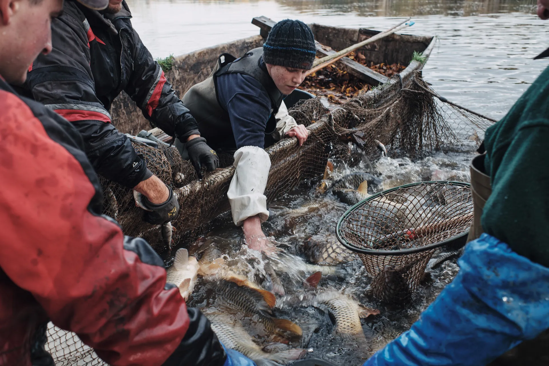 Die Fischer holen den Fang aus dem Netz, im Wasser drängen sich die Karpfen.