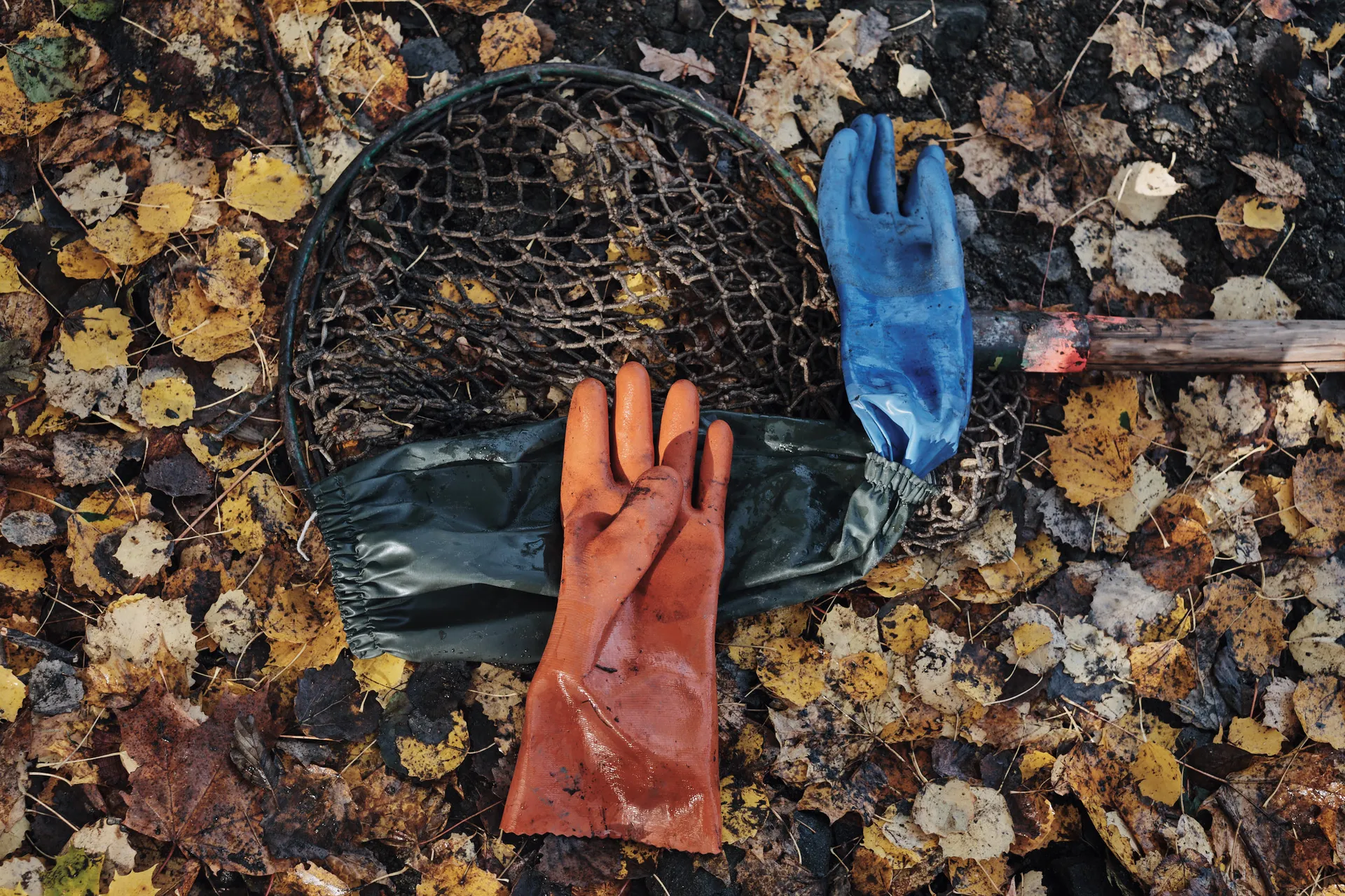 Kescher und Gummihandschuhe liegen auf dem herbstlichen Laub am Ufer.